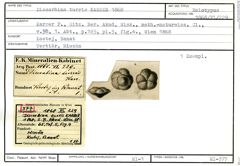 Karteikarte zum Holotyp von Discorbina turris Karrer, 1868